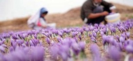 ۲۵ کیلوگرم زعفران از مزارع ورامین برداشت شد